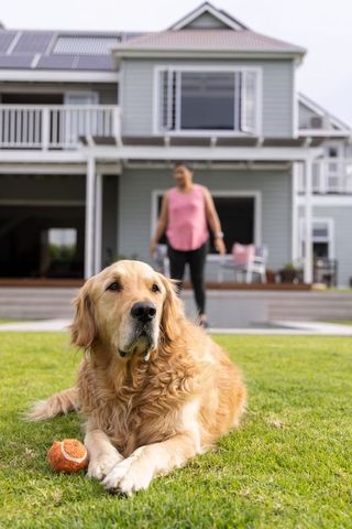 Golden retriever relaxing on lawn with ball in suburban backyard near solar-paneled house