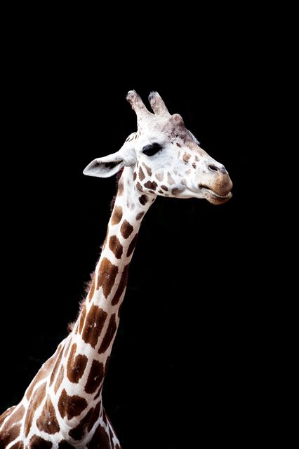 Close-up view of a giraffe isolated on a black background with detailed pattern and elegant profile. Suitable for use in zoo promotional materials, wildlife conservation campaigns, educational content about animals, and nature-themed artworks.