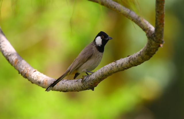 Black-capped bird sitting on tree branch in forest with green background. Ideal for nature, wildlife themes, birdwatching articles or outdoor activities promotion.