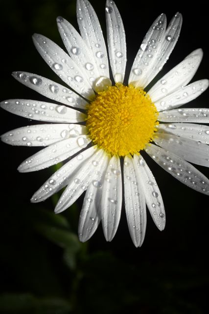 Close-Up of Daisy Flower with Morning Dewdrops - Download Free Stock Photos Pikwizard.com