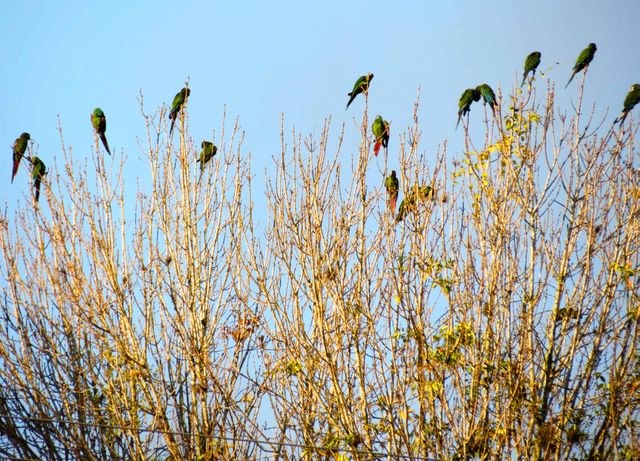 This image showcases a group of parrots perched on the thin branches of a tree with no leaves, against a backdrop of a clear blue sky. It embodies a serene and peaceful outdoor scene, emphasizing the natural habitat and social behavior of birds. This visual can be used for content related to nature, wildlife conservation, ornithology, or calming backgrounds.