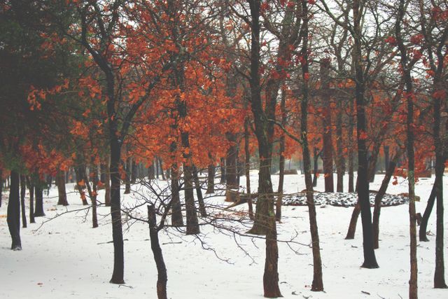 Bare Trees with Autumn Leaves in Snowy Forest Winter Landscape - Download Free Stock Photos Pikwizard.com