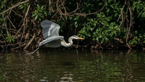 Great Blue Heron Gliding Close to Freshwater at Wetland Edge