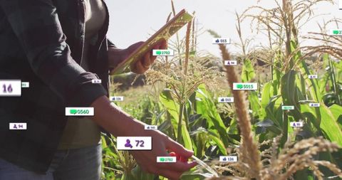 Farmer using modern technology in cornfield for precision farming