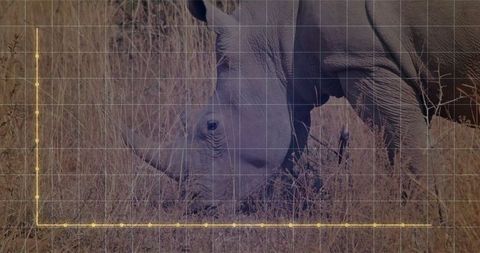 Rhinoceros Grazing in Savanna with Infographic Overlay