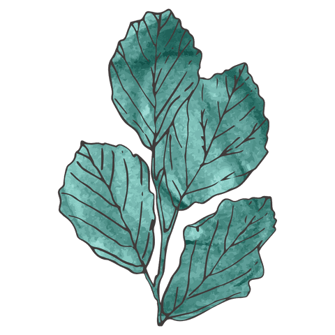 Digital Watercolor Leaf Illustration on Transparent Background - Download Free Stock Videos Pikwizard.com