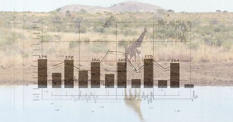 Giraffe at waterhole with data overlay demonstrating wildlife study