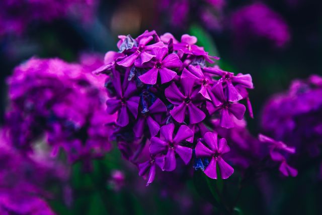 Vibrant close-up of purple flowers in full bloom set against a dark background, showcasing the striking color contrast. Ideal for use in gardening blogs, floral-themed designs, nature photography collections, and spring or summertime promotions.