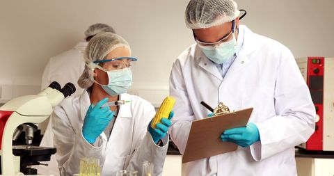 Scientists Applying Genetic Modification Techniques to Corn - Download Free Stock Images Pikwizard.com