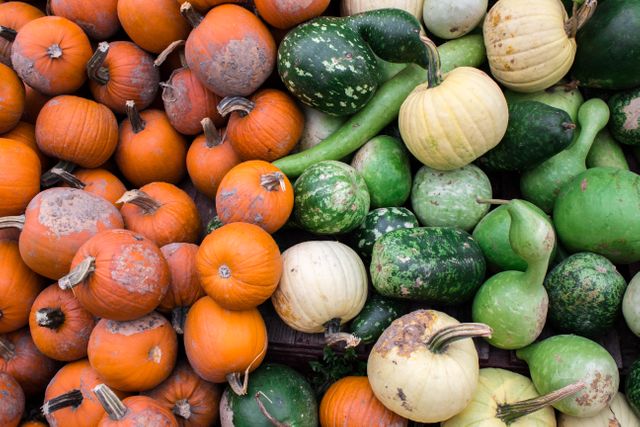 Bright, assorted pumpkins and squashes in various shapes and colors are displayed in a vibrant and robust collection. This image is suitable for promoting autumnal markets or agricultural articles, and it can be used to emphasize the diversity of fall produce in any farming or seasonal-themed media.