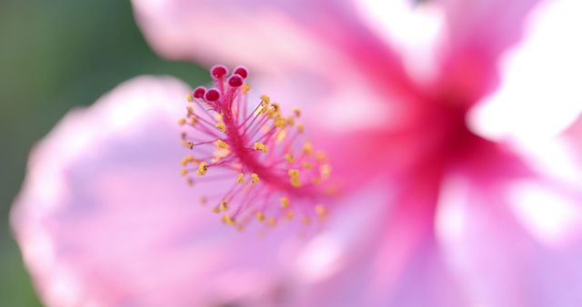 This vibrant image captures the intricate details of a pink hibiscus flower’s stamen. Useful for projects relating to nature, gardening, botany, or floral designs. It can also be ideal for websites, blogs, brochures, or advertisements focused on horticulture, summer themes, and beautifying outdoor spaces.