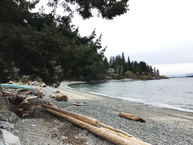 Beach shoreline with scattered driftwood. Overcast weather creates a tranquil atmosphere. Pebble-covered shore lined with conifer trees. Ideal for promoting vacation destinations or nature explorations. Perfect for themes on coastal living, serenity, or environmental awareness.