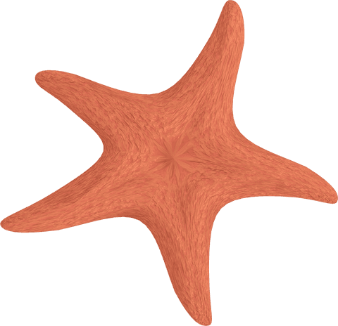 Transparent orange starfish illustration on clear background