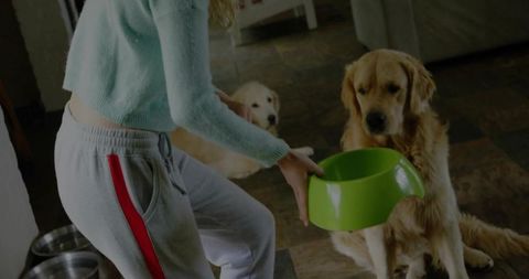 Pet owner feeding golden retrievers indoors with green dog bowl