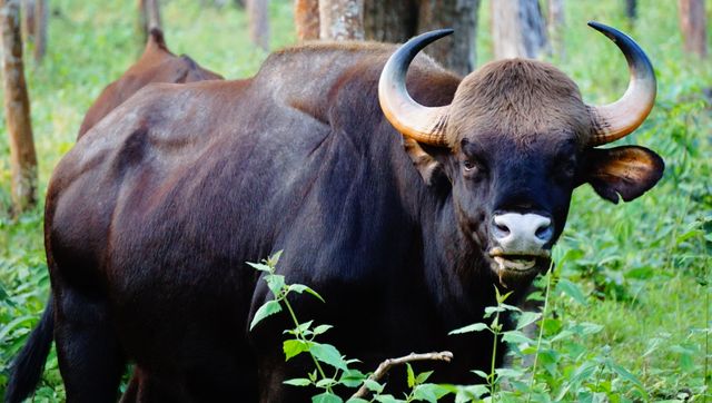 Cattle Ox Bovine - Download Free Stock Photos Pikwizard.com