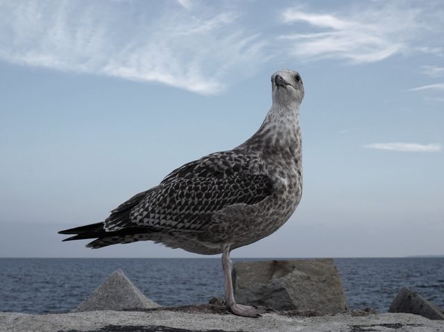 Seagull Perched on Coastal Rock Against Cloudy Sky - Download Free Stock Photos Pikwizard.com