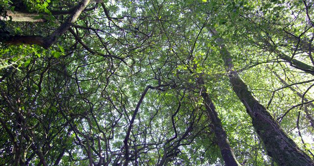 Image of a serene forest canopy viewed from below, showcasing lush green foliage and intertwined branches with sunlight filtering through. Perfect for themes related to nature, tranquility, outdoor activities, environmental conservation, and forest scenes. Ideal for use in websites, blogs, magazines, and educational materials focused on ecosystems and natural beauty.