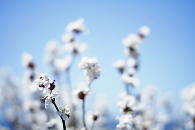Showcasing detailed white blossoms against a bright blue sky, this beautiful floral scene can be used for spring and summer promotions, nature-themed projects, and fresh, vibrant campaign themes. Ideal for nature lovers and gardening content creators.