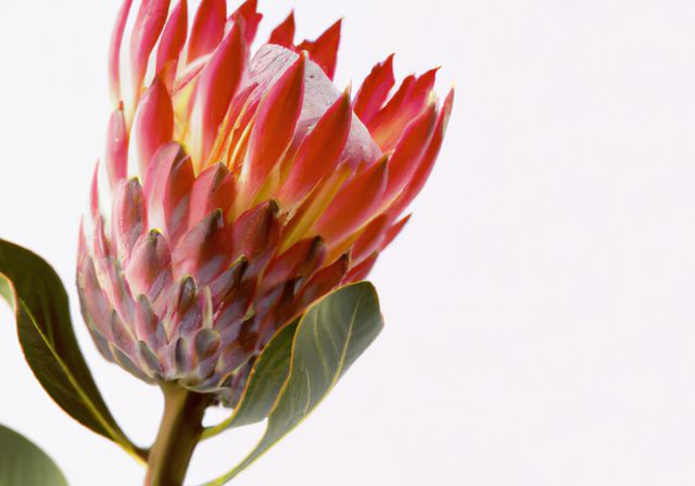 Close up of protea created using generative ai technology - Download Free Stock Photos Pikwizard.com