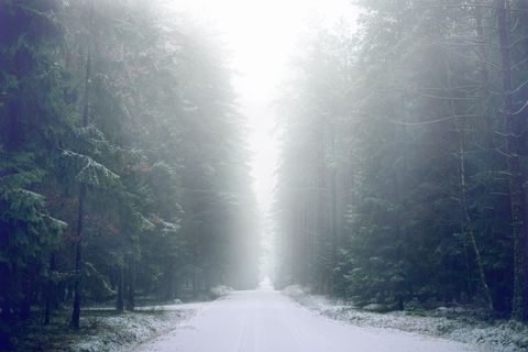 Misty Evergreen Forest with Snow-Covered Pathway