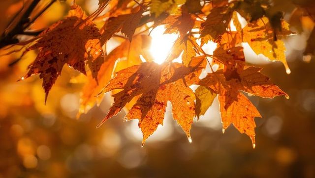 Autumn Maple Leaves with Sunlight and Morning Dew