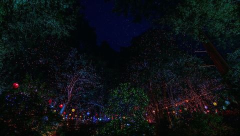 Forest canopy glowing with multicolored lanterns and fairy lights under starry night