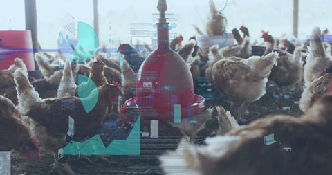 Feeding brown laying hens pecking litter in poultry house with data visualization overlay