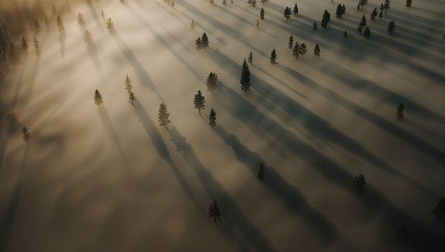 Aerial winter forest casting long diagonal shadows across misty snowfield at golden sunrise