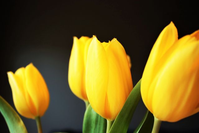 Yellow tulips with vivid colors on contrasting dark background, great for nature-themed designs, spring promotions, or floral decorations. This image can be used in gardening websites, spring festival advertisements, or floral arrangement guides. The close-up detail captures the elegance and simplicity of the tulip petals, making it perfect for greeting cards and printed visuals.