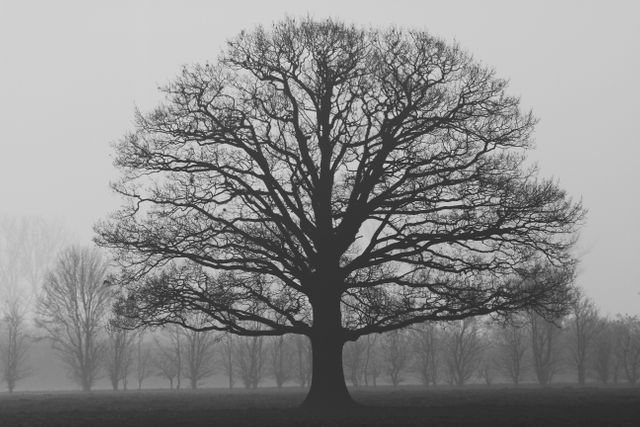 Silhouetted tree standing alone in a foggy field at dawn. Atmosphere shows calm and solitude. Perfect for use in ambient settings, nature-themed projects, backgrounds for text, and articles about solitude and nature.