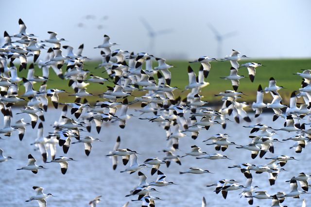 Flock of Birds Flying over Water - Download Free Stock Photos Pikwizard.com