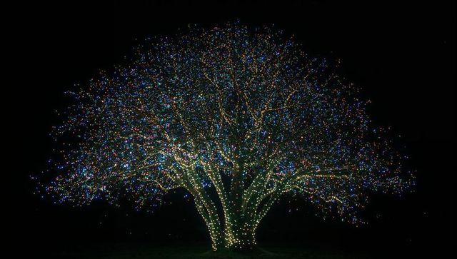 Glowing Mature Tree Twinkling with Multicolor Lights Over Lawn at Night For Holiday Decor
