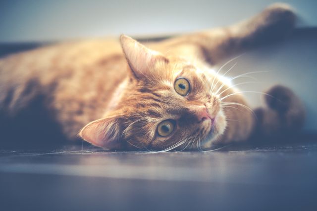 Cute, calm orange tabby cat lies on floor while looking directly at camera. Ideal for pet lovers, animal care advertisements, and banners promoting pet adoption, veterinary services, or pet products.