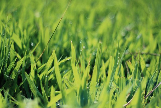 Capturing the fresh morning dew on green grass blades, this close-up photo displays the natural beauty and tranquility of nature. Ideal for use in blogs, websites, calendars, or backgrounds that promote nature, eco-friendliness, and freshness.