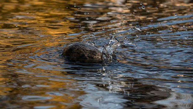 Rock splashing in golden and blue pond ripples with water droplets closeup texture