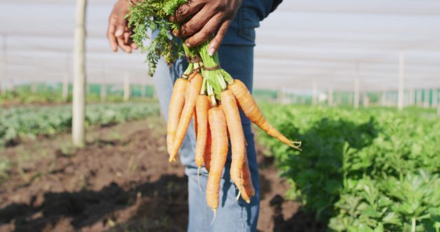 Image of legs of african american man holding carrots and standing in greenhouse - Download Free Stock Photos Pikwizard.com