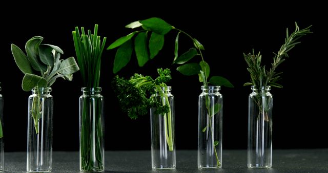 Various fresh herbs like sage, chives, parsley, and rosemary are displayed in transparent glass bottles against a dark background, with copy space. This arrangement showcases the natural beauty and simplicity of culinary herbs used for flavoring and garnishing dishes.
