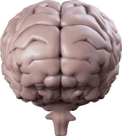 transparent 3d human brain model depiction - Download Free Stock Videos Pikwizard.com