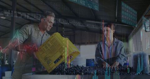 Farm Workers Sorting Grapes with Digital Analytics Overlay