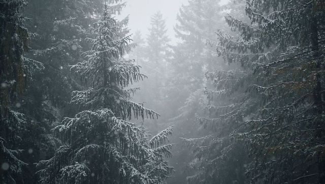 Misty conifer forest with snow-dusted spruce and fir branches, drifting snowflakes