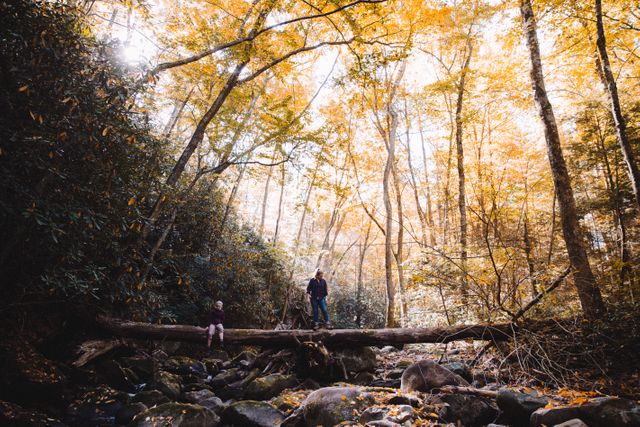 Hikers traversing a scenic forest scene during autumn. The vibrant fall foliage in shades of yellow envelops the serene wooded area. A fallen tree serves as a bridge over a rocky creek. Suitable for depicting outdoor adventures, nature exploration, hiking activities, and seasonal travel. Ideal for websites, blogs, and advertisements focused on travel, outdoor activities, and nature appreciation.