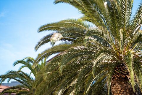Lush Green Palm Trees Against Blue Sky in Sunlight