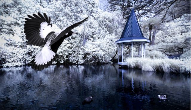 Beautiful winter scene with a bird flying over a serene lake surrounded by snowy trees and a blue gazebo. Ideal for use in greeting cards, nature blogs, winter-themed publications, and landscape calendars. Evokes feelings of peace and tranquility in a winter setting.