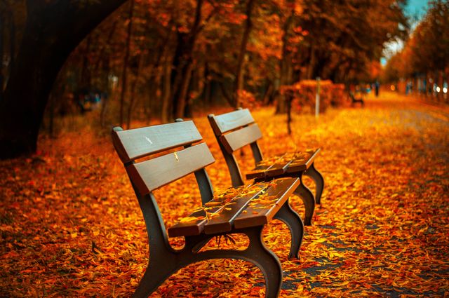 Image depicts empty park benches covered with colorful autumn leaves along a scenic walkway. Ideal for concepts related to autumn season, nature, peacefulness, relaxation, outdoor activities, and environmental beauty.