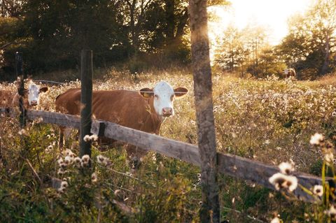 Evening sunlit cows grazing by rustic wooden fence in wildflower pasture