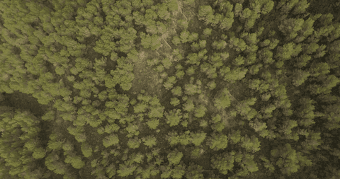 transparent aerial view of dense forest from above - Download Free Stock Videos Pikwizard.com