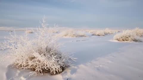 Slow Right Pan Revealing Frosted Shrub Clusters on Snow Plain at Soft Golden Hour Light