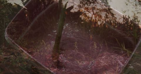 Reflection in Mirror of Forest Glade with Serenity and Nature