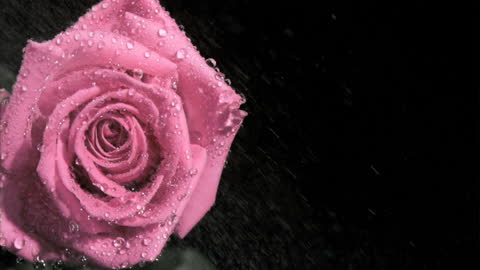 Pink Rose with Water Droplets Against Dark Background