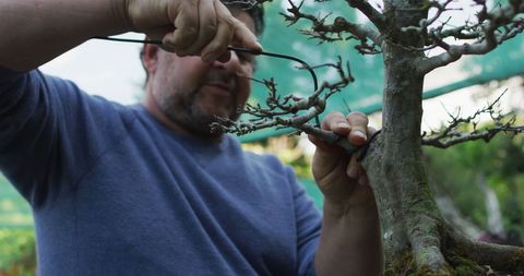 gardener tending to bonsai tree at outdoor nursery - Download Free Stock Images Pikwizard.com